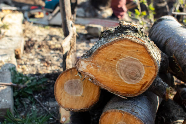 How Our Tree Care Process Works  in  Lawrenceville, IL